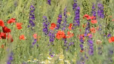 Alan, çayır, çimen, yaz manzara çiçekler üzerinde kırmızı haşhaş