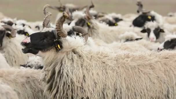 Manada de ovejas en el prado — Vídeos de Stock