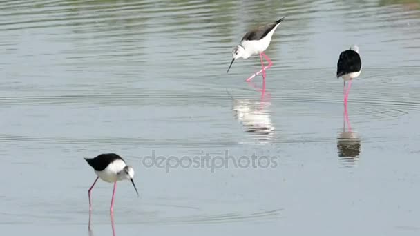 Inclinación bandada de peces en el lago — Vídeos de Stock