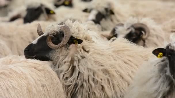 Troupeau de moutons dans la prairie — Video