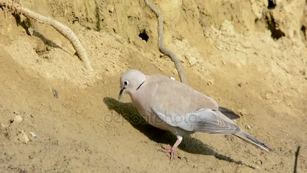 Closeup Gray Dove lov — Stock video