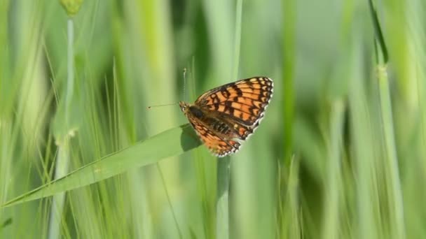 Vlinder op grasveld — Stockvideo