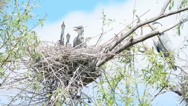 Garzas grises jóvenes en el nido — Vídeo de stock