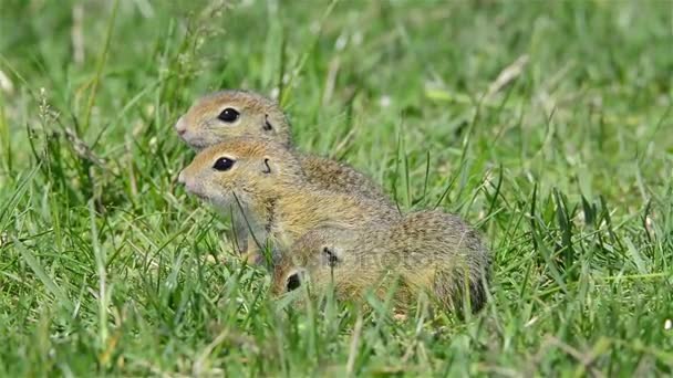 European Ground Squirrel in natural habitat — Stock Video