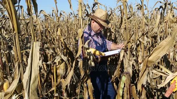 Agronom inspekterar majs växt gård skördefältet majs — Stockvideo