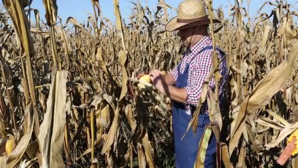 Агроном, осматривающий кукурузное поле — стоковое видео