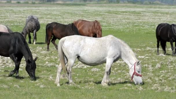 Grupo de caballos en los pastos de verano — Vídeos de Stock