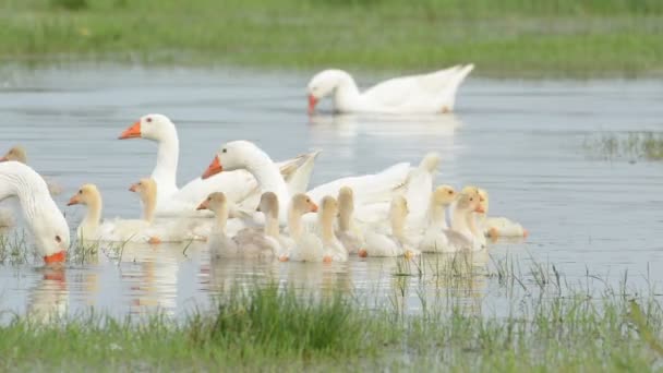 Gänse mit Gänsen auf dem See — Stockvideo