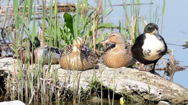 Canard sauvage sur l'eau — Video