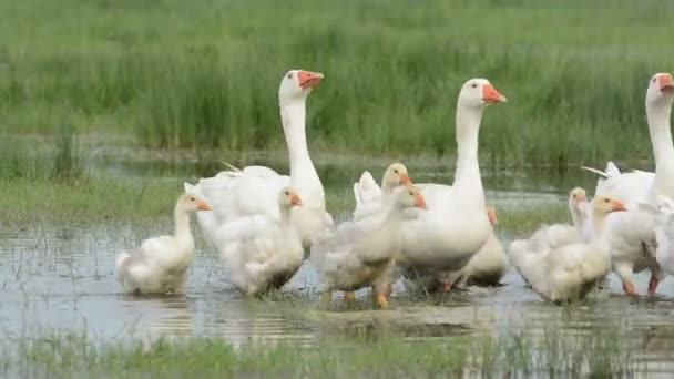 Гуси с гусями на озере — стоковое видео
