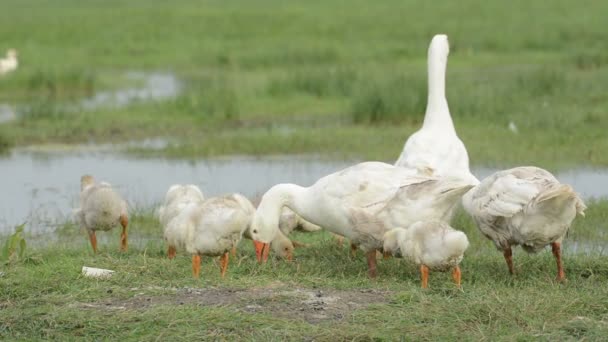 Gansos com gansos no lago — Vídeo de Stock