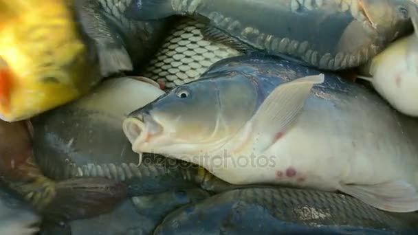 Industrie de la pisciculture d'eau douce 