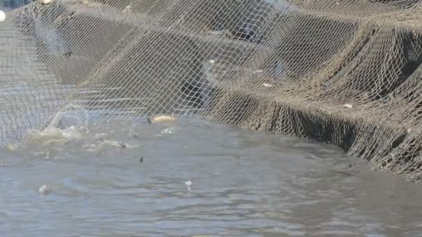 Pescador que colhe peixe na rede — Vídeo de Stock
