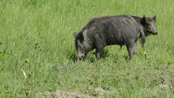 Wilde zwijnen op een veld — Stockvideo