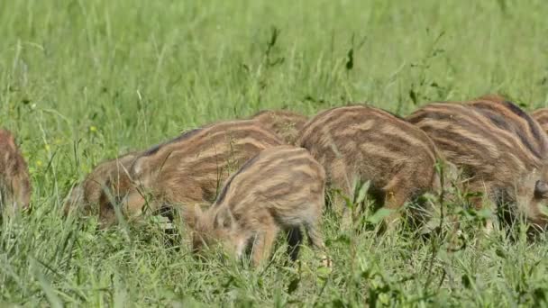 Jabalíes salvajes en un campo — Vídeos de Stock