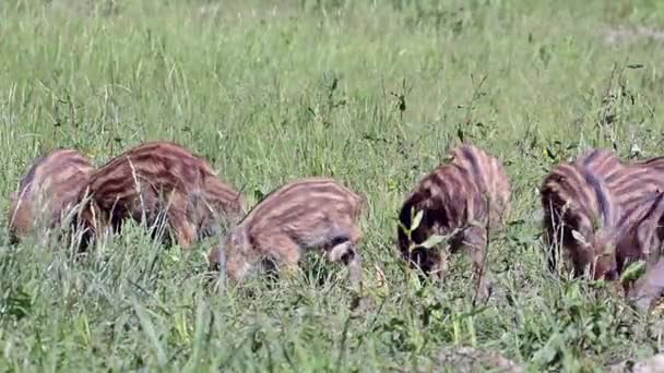 Jabalíes salvajes en un campo — Vídeos de Stock