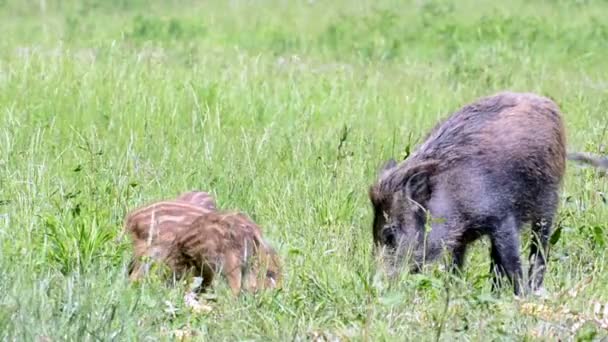 Wilde zwijnen op een veld — Stockvideo