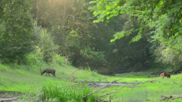 Kızıl geyik böğürüyordu bekarlığa — Stok video