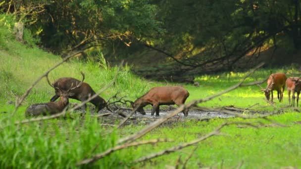 Red Deer Stag Bellowing — Stockvideo