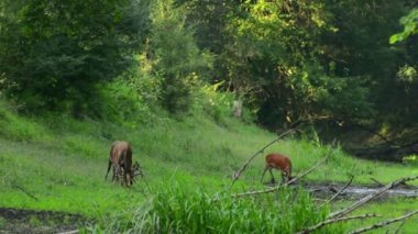 Kızıl geyik böğürüyordu bekarlığa
