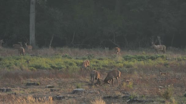 Un ciervo rojo bramando un rugido durante la temporada de celo . — Vídeos de Stock