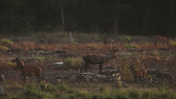 Um veado vermelho berrando um rugido durante a temporada de rutting . — Vídeo de Stock