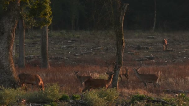 Un cerf roux hurlant un rugissement pendant la saison des ornières .