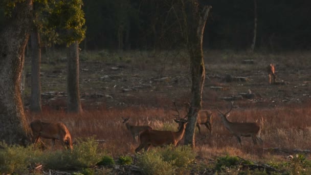 Een edelhert hert een gebrul bellowing tijdens de bronsttijd. — Stockvideo