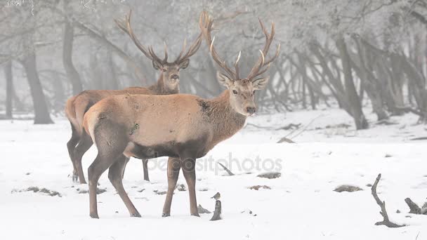 Stag tijdens het winterseizoen — Stockvideo