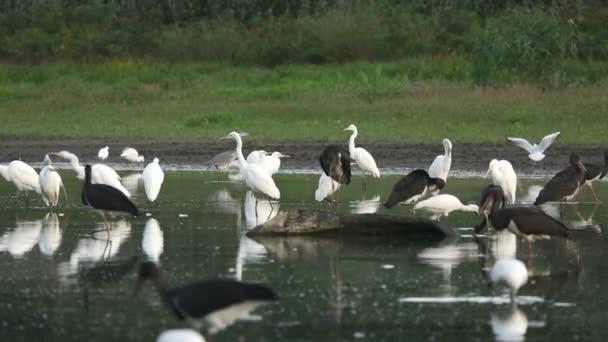 Kudde van witte zilverreiger — Stockvideo