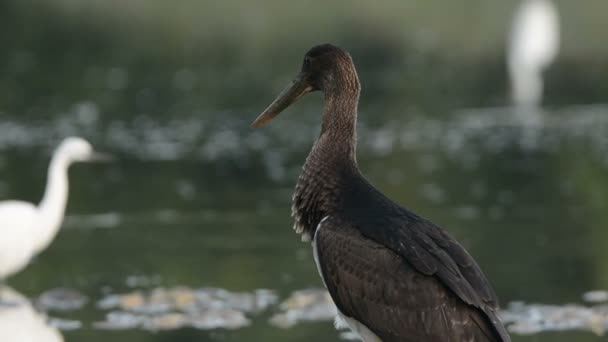 Svart Stork(Ciconia nigra) — Stockvideo