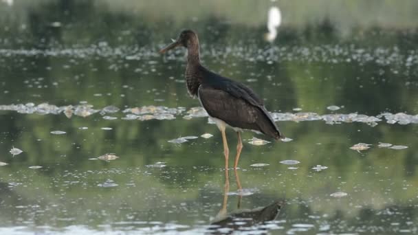 Siyah Stork(Ciconia nigra) — Stok video