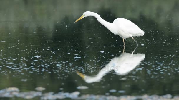 Flock of white egret — Stock Video