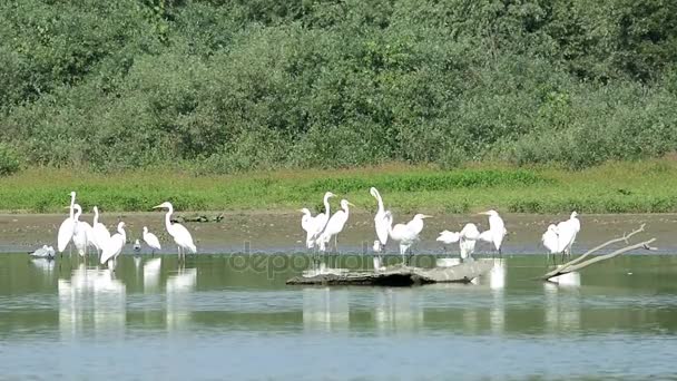 Hejno bílých egret — Stock video