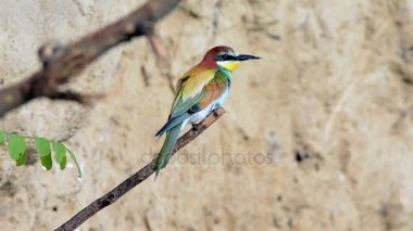 Avrupa arı kuşugiller (arı kuşu apiaster )
