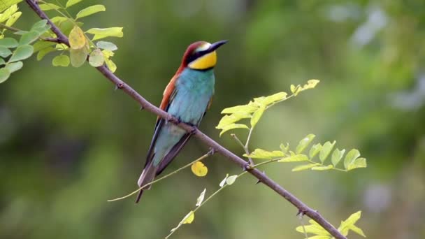 Feketefarkú gyurgyalag (Merops apiaster ) — Stock videók