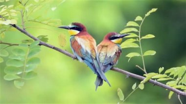 Avrupa arı kuşugiller (arı kuşu apiaster )