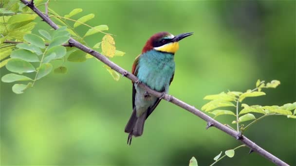 Европейский пчелоед (Merops apiaster  ) — стоковое видео