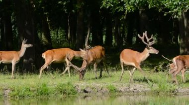 Kızıl geyik (cervus elaphus otlatma)