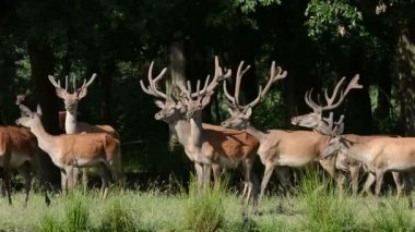 Kızıl geyik (cervus elaphus otlatma)
