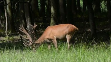 Kızıl geyik (cervus elaphus otlatma)