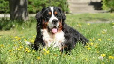 Bernese dağ köpeği (nın sennenhund)