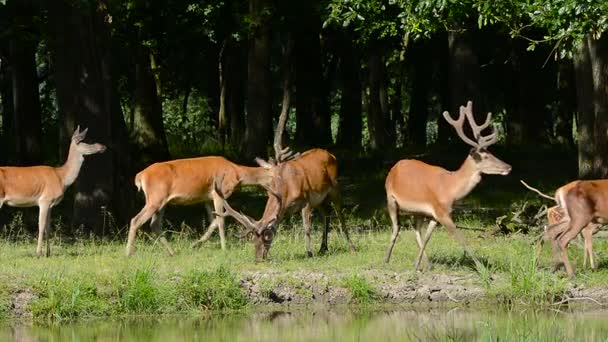 Pastoreo de ciervos rojos (elaphus de cervus) — Vídeos de Stock