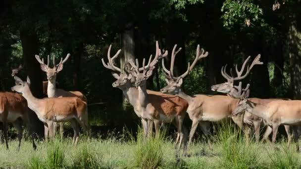 Grazing Red Deer (chalupus elaphus ) — Vídeo de Stock