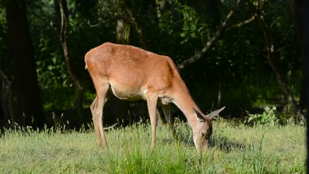 Grazing Red Deer (chalupus elaphus ) — Vídeo de Stock