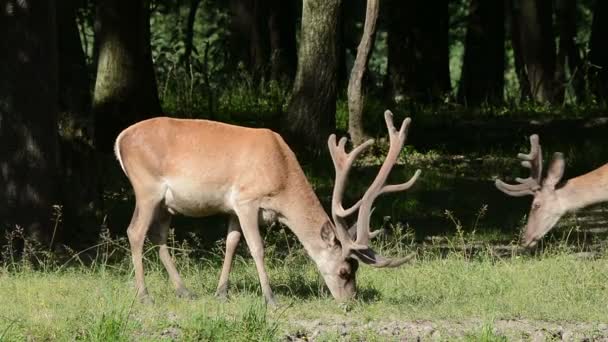 Grazing Red Deer (chalupus elaphus ) — Vídeo de Stock
