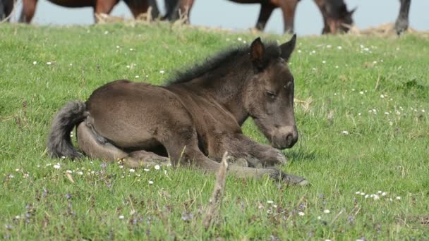 Schläfriges Fohlen liegt auf Gras — Stockvideo