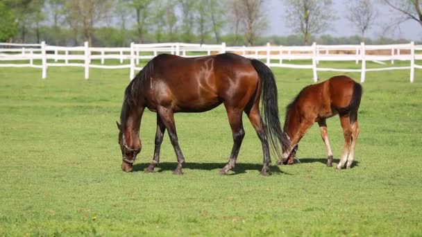 Caballos y potros en la granja — Vídeos de Stock