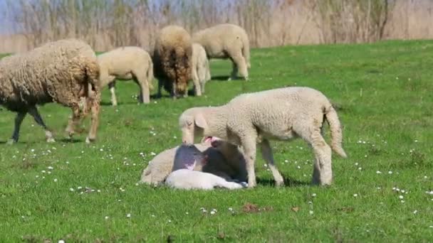 Ovejas en el campo del prado — Vídeos de Stock