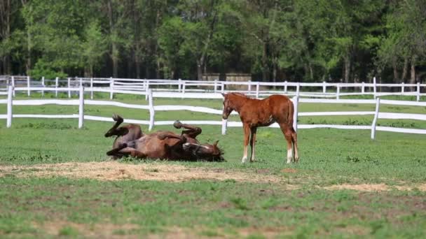 Paarden en veulen op boerderij — Stockvideo